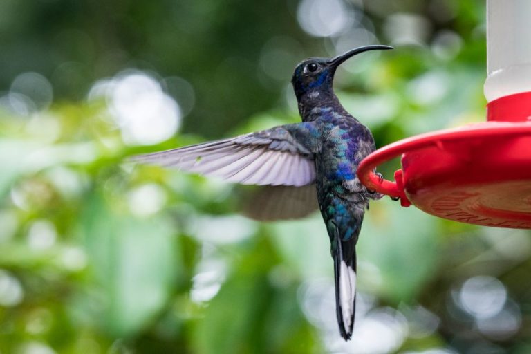 The 7 Best Hummingbird Feeders in 2024 - shelf