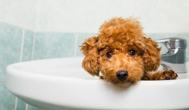 how to wash dog stuffed toys