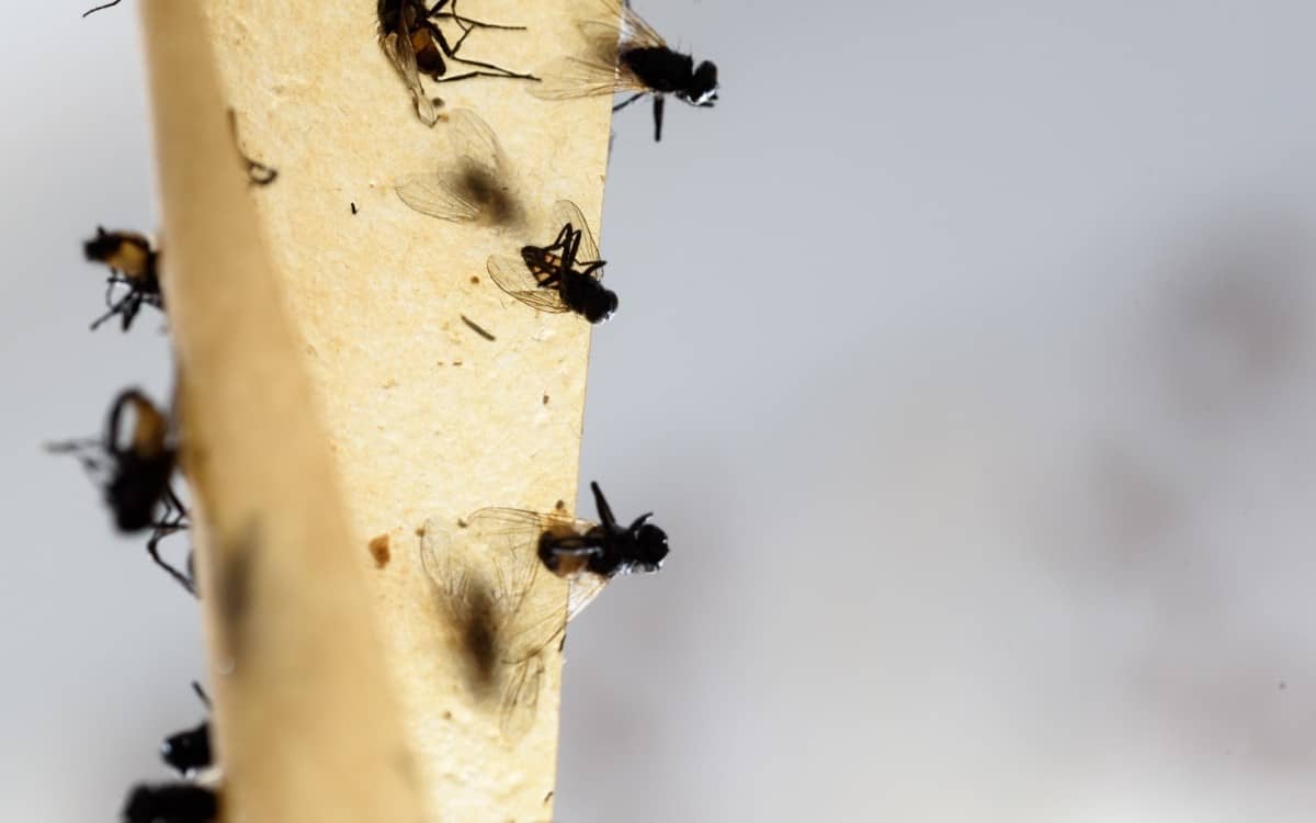 How to Get Rid of Fruit Flies in the House - shelf