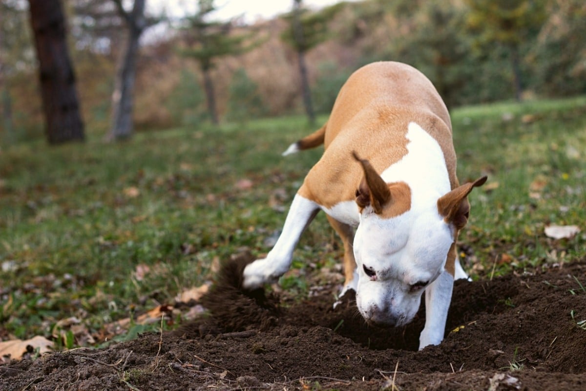 Best Dog Toothpaste in 2024: Top 6 Options - shelf