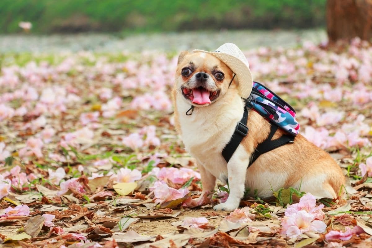 dog hiking harness