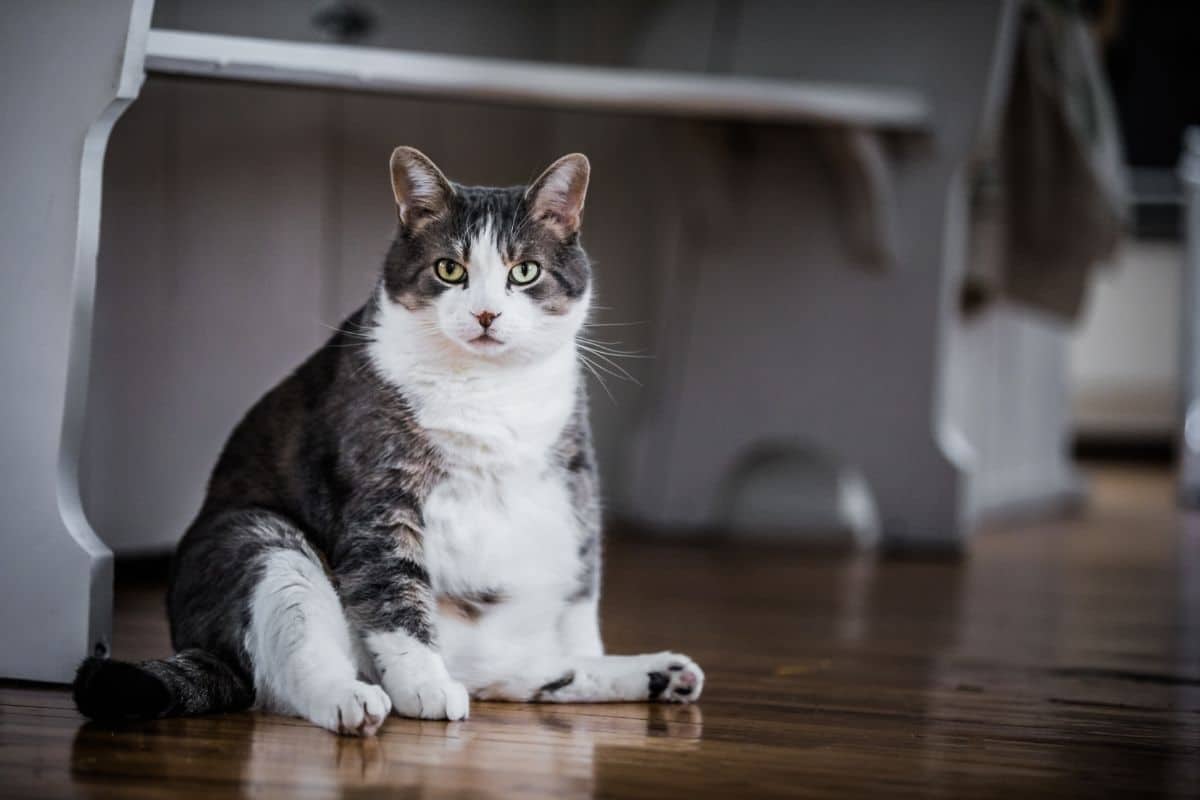 Male vs. Female Cats: The Physical & Behavioral Differences - shelf